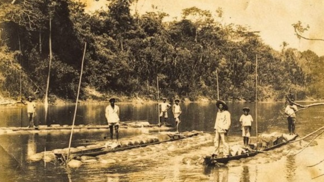 04_seringal.png